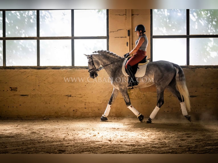 PRE Étalon 4 Ans 167 cm Gris pommelé in Rafelguaraf