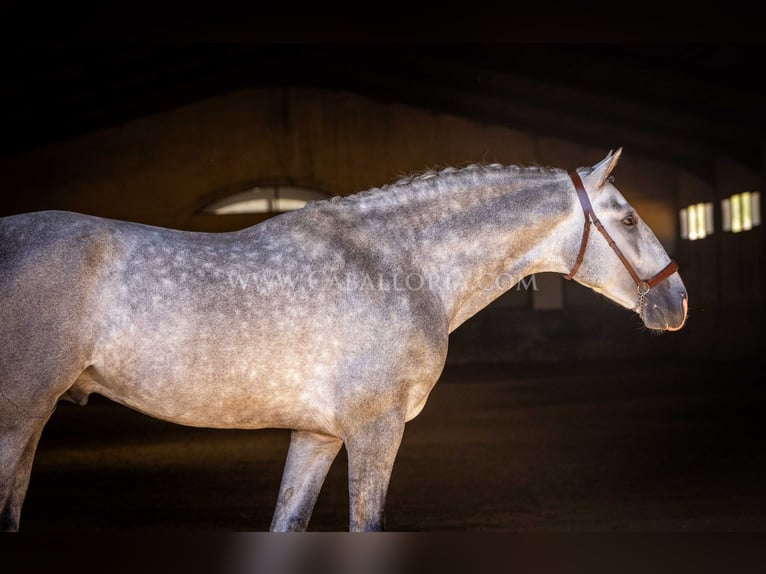 PRE Étalon 4 Ans 167 cm Gris pommelé in Rafelguaraf