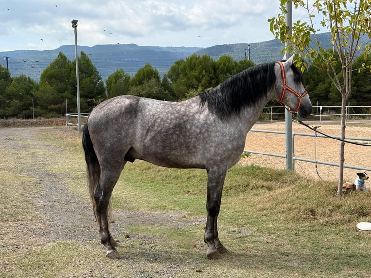 PRE Croisé Étalon 4 Ans 167 cm Gris pommelé in Tarragona