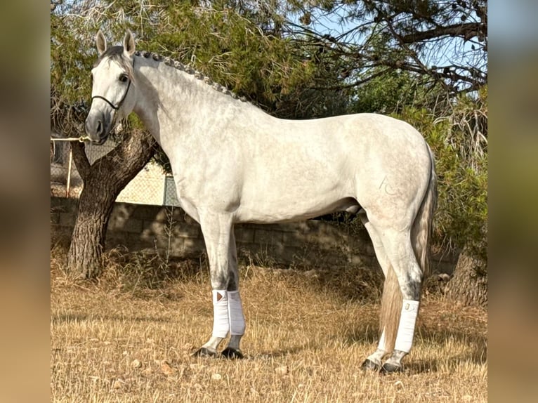 PRE Croisé Étalon 4 Ans 167 cm Gris pommelé in Schwarme