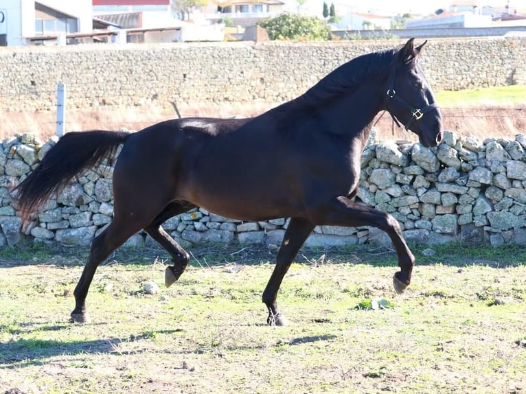 PRE Croisé Étalon 4 Ans 167 cm Noir in Navas Del Madroño
