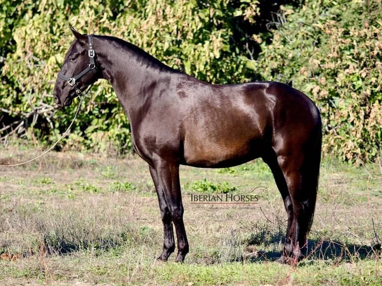 PRE Croisé Étalon 4 Ans 167 cm Noir in Navas Del Madroño