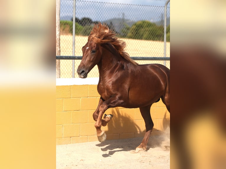 PRE Croisé Étalon 4 Ans 168 cm Alezan in Hamburg