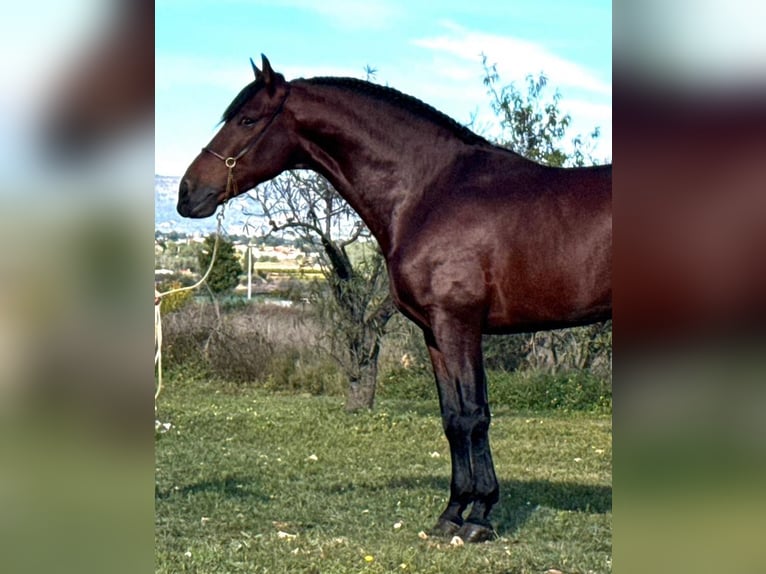 PRE Croisé Étalon 4 Ans 168 cm Bai brun in Martfeld