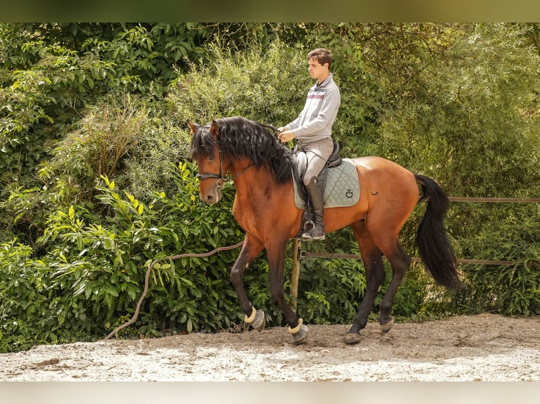 PRE Étalon 4 Ans 168 cm Bai brun in Beauvechain