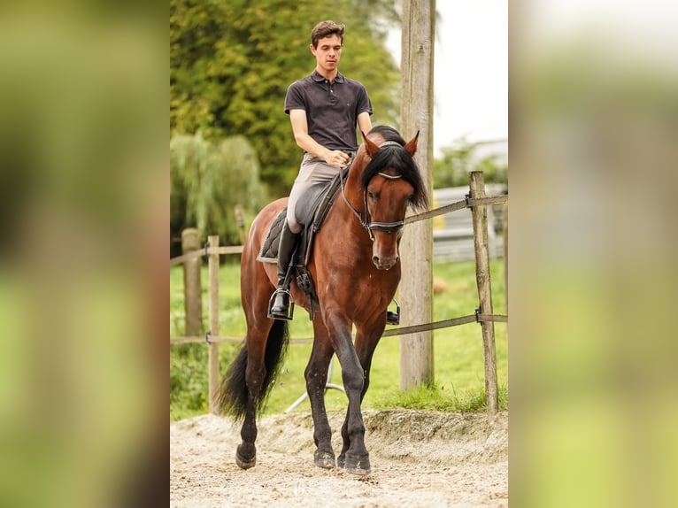 PRE Étalon 4 Ans 168 cm Bai brun in Beauvechain