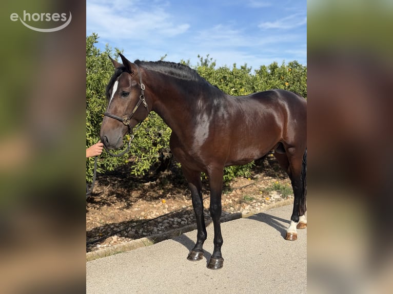 PRE Étalon 4 Ans 168 cm Bai brun in Traveses (Partida)