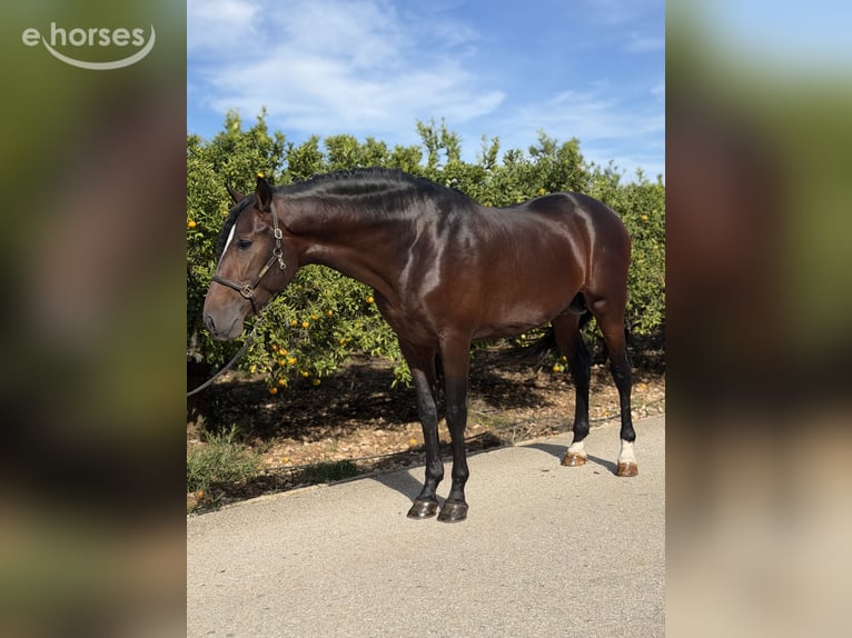 PRE Étalon 4 Ans 168 cm Bai brun in Traveses (Partida)