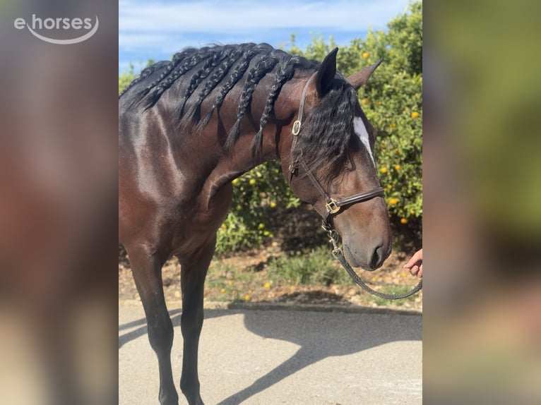 PRE Étalon 4 Ans 168 cm Bai brun in Traveses (Partida)