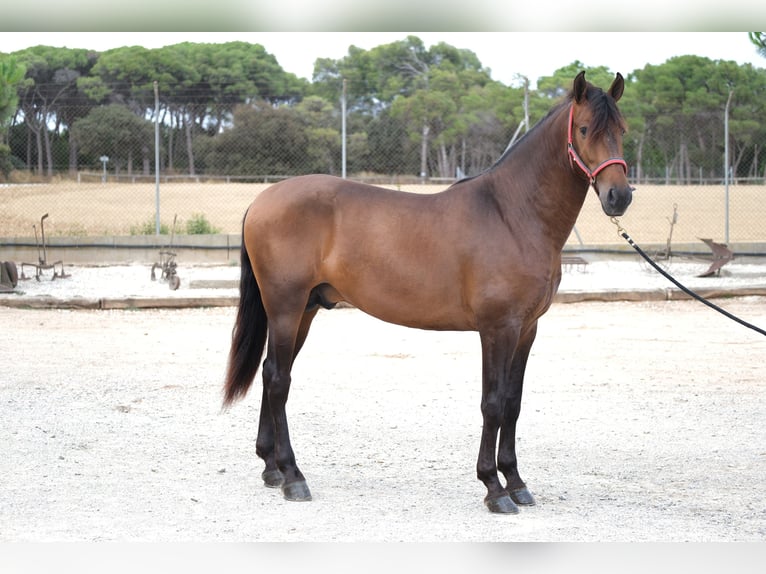 PRE Croisé Étalon 4 Ans 168 cm Bai brun in Hamburg