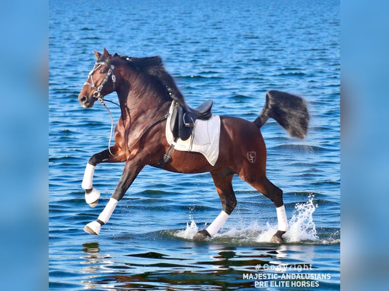 PRE Étalon 4 Ans 168 cm Bai in Jerez de la Frontera