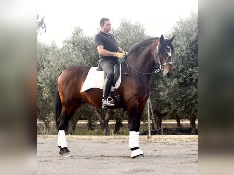 PRE Étalon 4 Ans 168 cm Bai in Jerez de la Frontera
