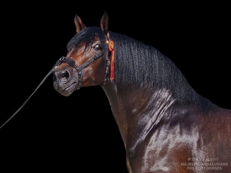 PRE Étalon 4 Ans 168 cm Bai in Jerez de la Frontera