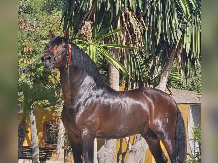 PRE Étalon 4 Ans 168 cm Bai in Jerez de la Frontera