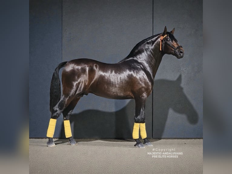 PRE Étalon 4 Ans 168 cm Bai in Jerez de la Frontera