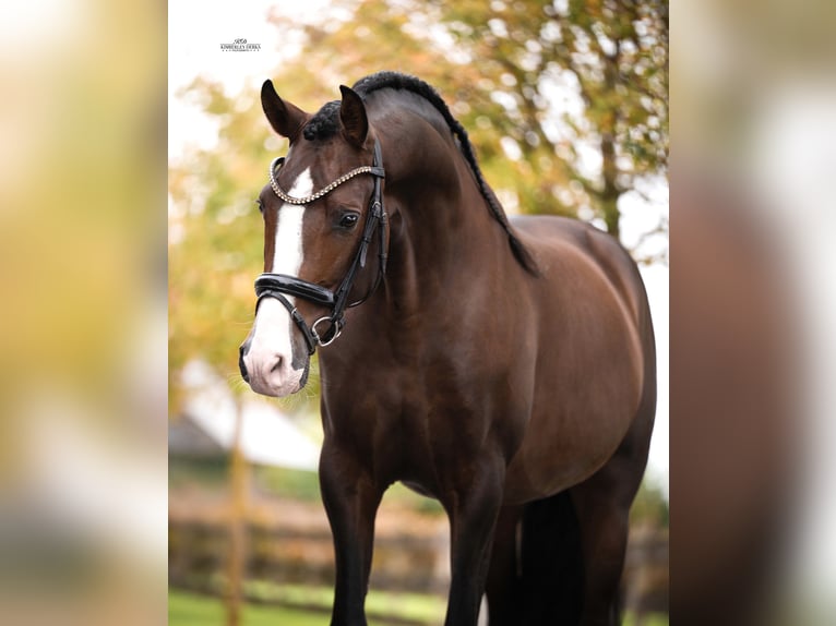 PRE Étalon 4 Ans 168 cm Bai in Heemskerk