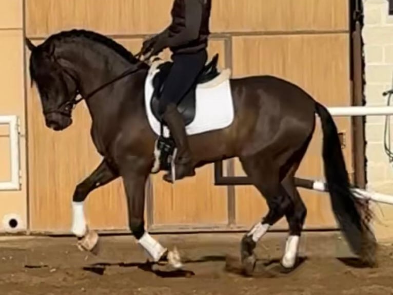 PRE Croisé Étalon 4 Ans 168 cm Bai in Navas Del Madroño