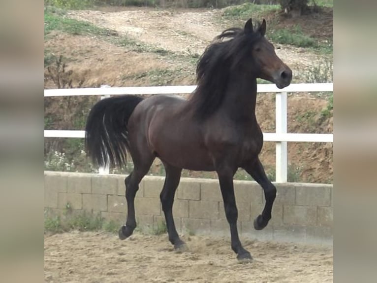 PRE Croisé Étalon 4 Ans 168 cm Bai in Barcelona