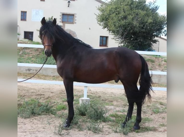 PRE Croisé Étalon 4 Ans 168 cm Bai in Barcelona