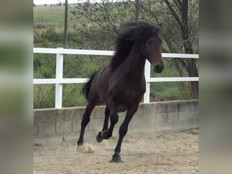 PRE Croisé Étalon 4 Ans 168 cm Bai in Barcelona