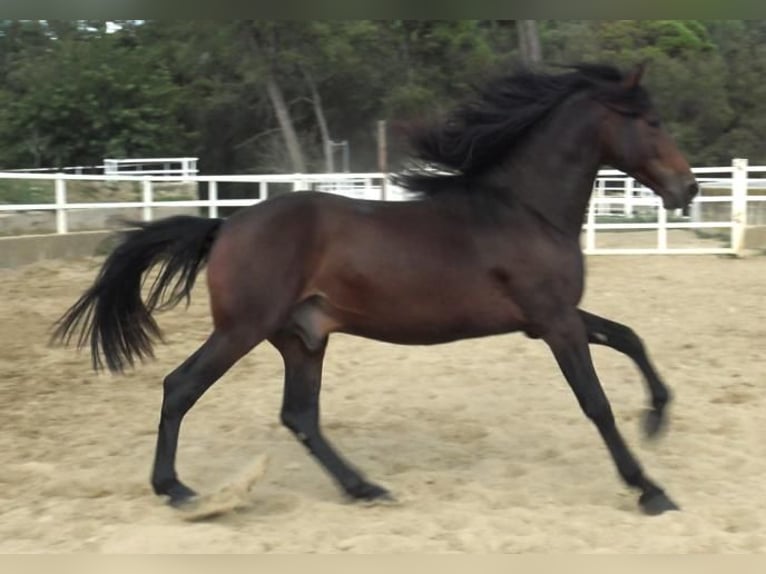 PRE Croisé Étalon 4 Ans 168 cm Bai in Barcelona