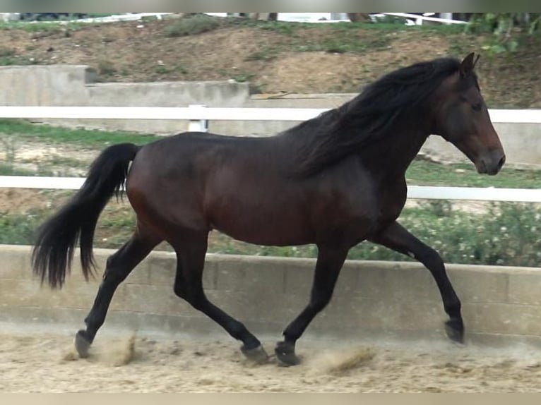 PRE Croisé Étalon 4 Ans 168 cm Bai in Barcelona