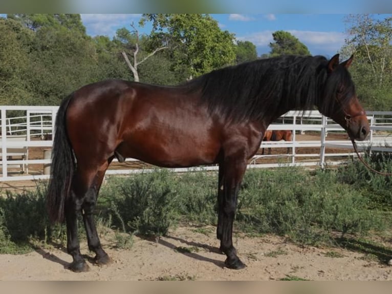 PRE Croisé Étalon 4 Ans 168 cm Bai in Barcelona