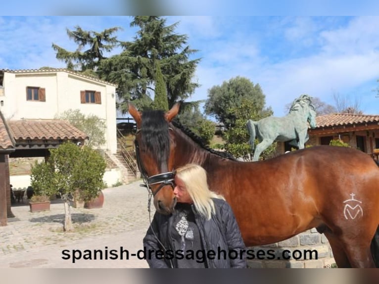 PRE Croisé Étalon 4 Ans 168 cm Bai in Barcelona