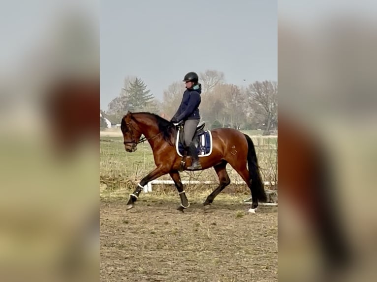 PRE Étalon 4 Ans 168 cm Bai in Wremen