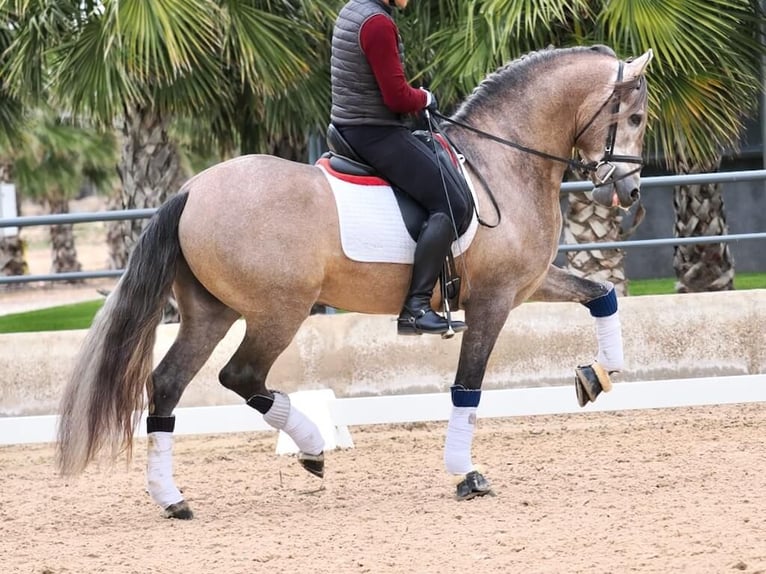 PRE Croisé Étalon 4 Ans 168 cm Gris in Navas Del Madroño