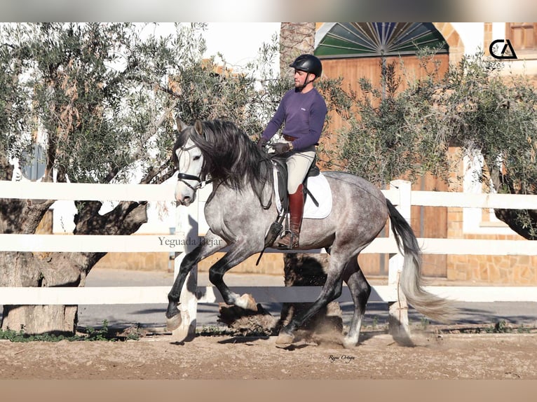 PRE Étalon 4 Ans 168 cm Gris in Puerto Lumbreras