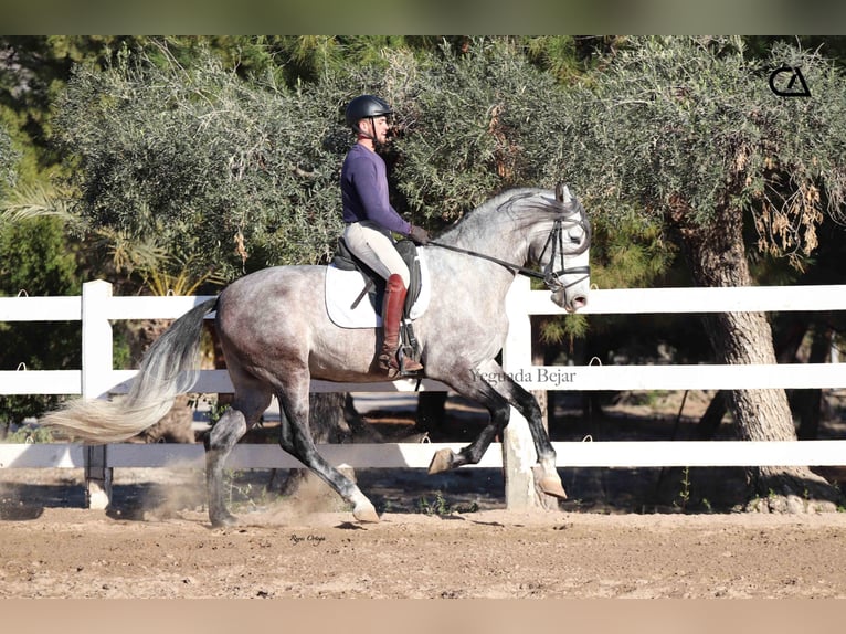 PRE Étalon 4 Ans 168 cm Gris in Puerto Lumbreras