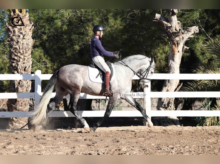 PRE Étalon 4 Ans 168 cm Gris in Puerto Lumbreras