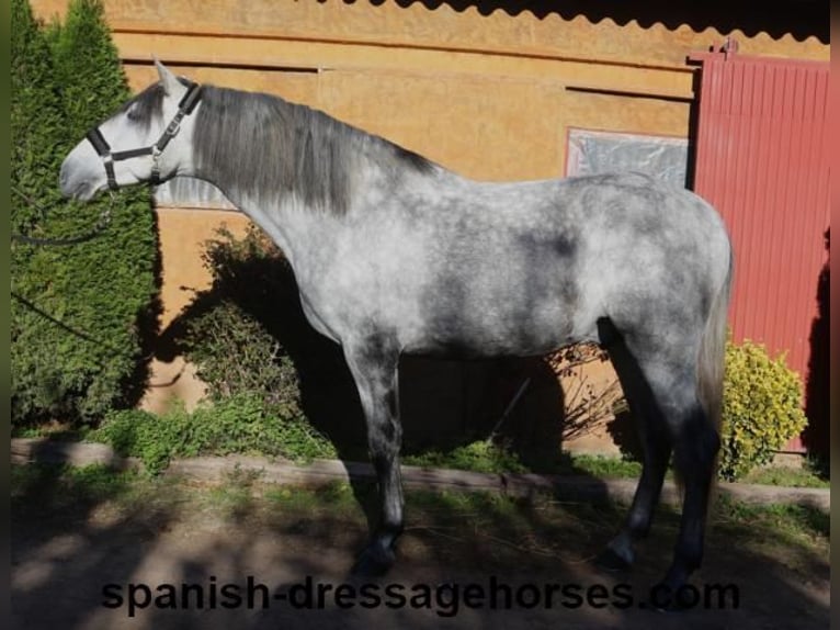 PRE Croisé Étalon 4 Ans 168 cm Gris in Barcelona