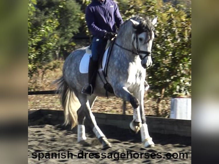 PRE Croisé Étalon 4 Ans 168 cm Gris in Barcelona