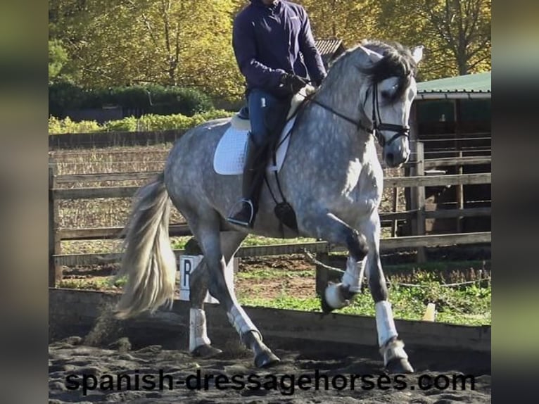 PRE Croisé Étalon 4 Ans 168 cm Gris in Barcelona