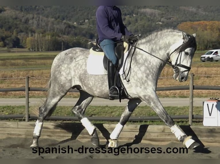 PRE Croisé Étalon 4 Ans 168 cm Gris in Barcelona