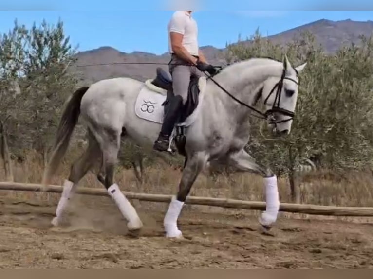 PRE Croisé Étalon 4 Ans 168 cm Gris in Santa Perpetua de Mogoda