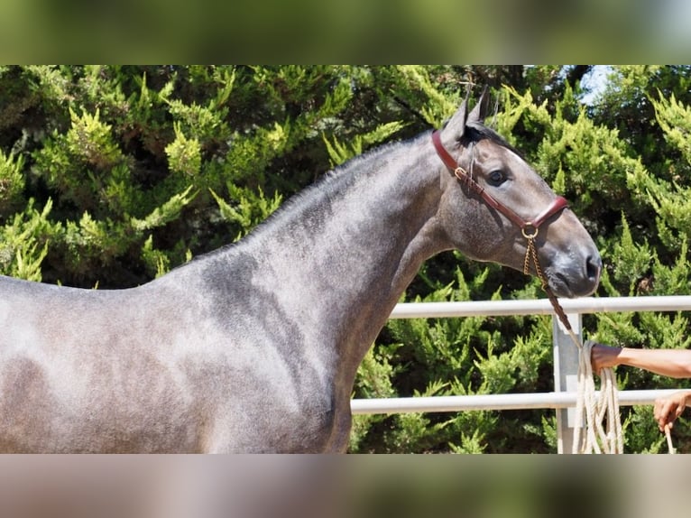 PRE Croisé Étalon 4 Ans 168 cm Gris in NAVAS DEL MADRONO