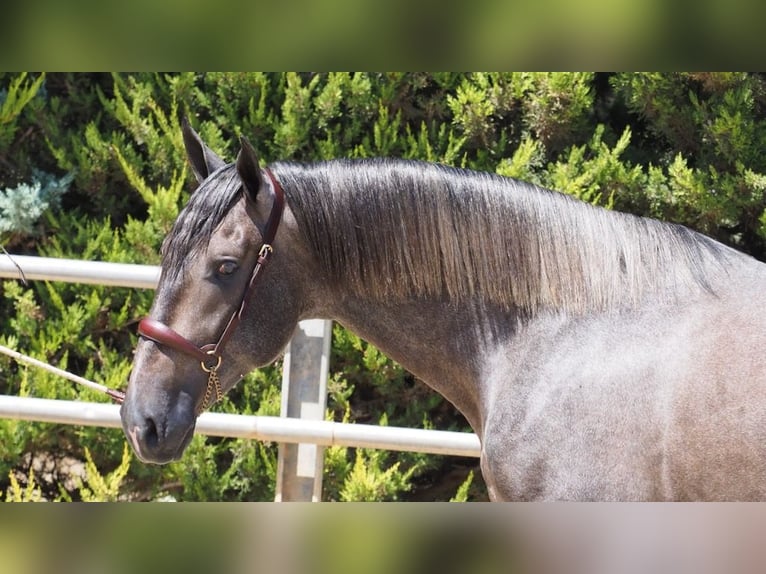 PRE Croisé Étalon 4 Ans 168 cm Gris in NAVAS DEL MADRONO