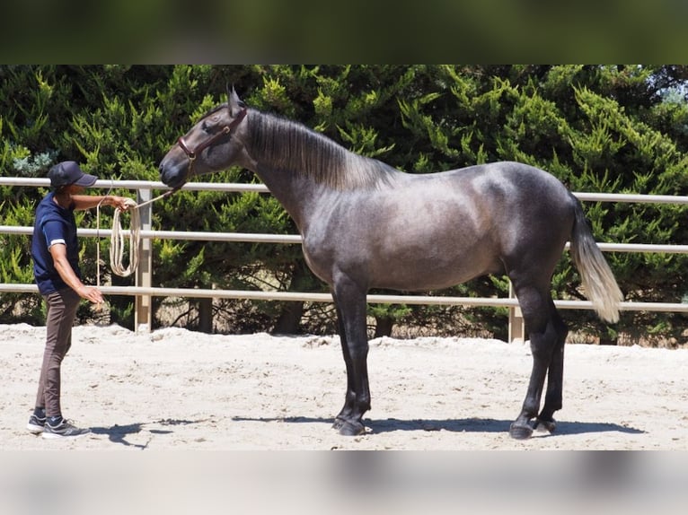 PRE Croisé Étalon 4 Ans 168 cm Gris in NAVAS DEL MADRONO