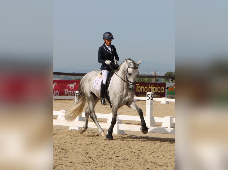 PRE Croisé Étalon 4 Ans 168 cm Gris pommelé in Sagunt/Sagunto
