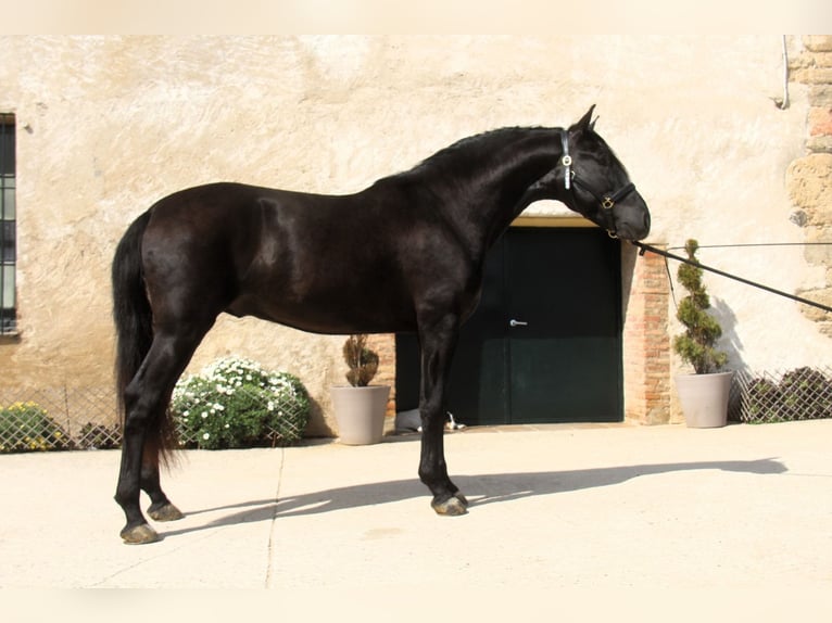 PRE Croisé Étalon 4 Ans 168 cm Noir in Hamburg