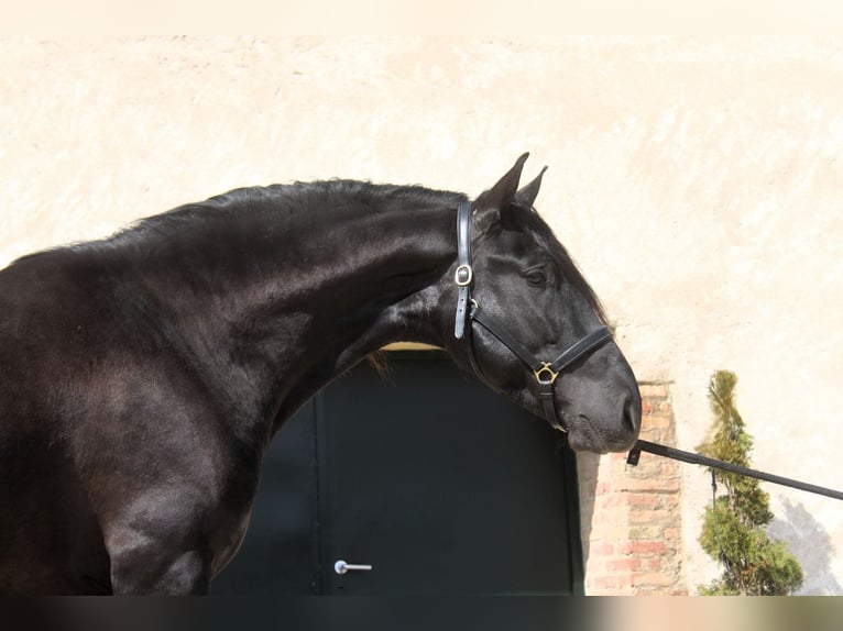 PRE Croisé Étalon 4 Ans 168 cm Noir in Hamburg