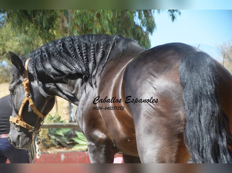 PRE Étalon 4 Ans 168 cm Noir in Vejer de la Frontera