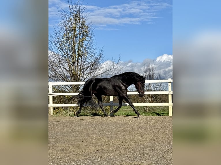 PRE Croisé Étalon 4 Ans 168 cm Noir in Sigmarszell