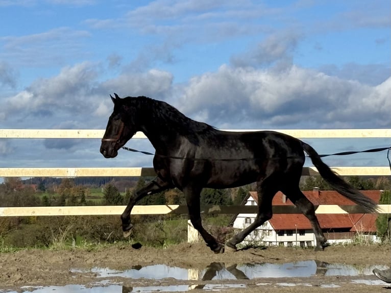 PRE Croisé Étalon 4 Ans 168 cm Noir in Sigmarszell