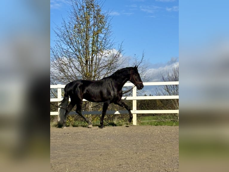 PRE Croisé Étalon 4 Ans 168 cm Noir in Sigmarszell