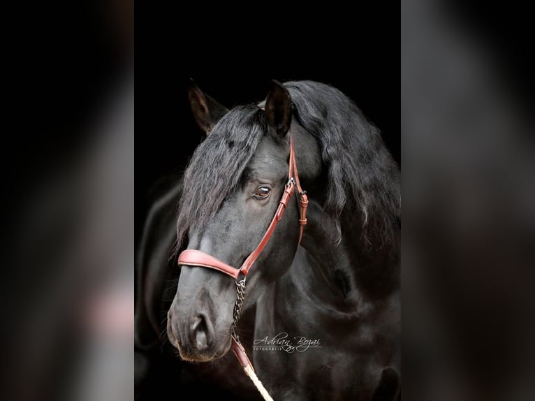 PRE Croisé Étalon 4 Ans 168 cm Noir in Sigmarszell