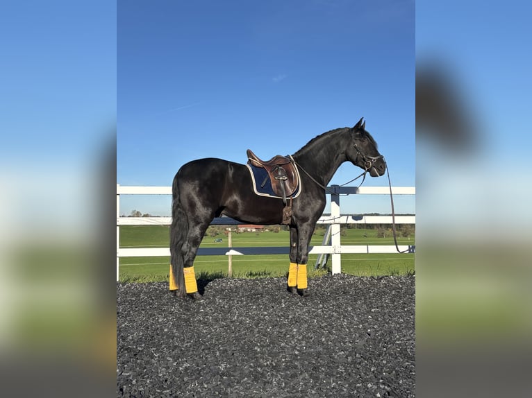 PRE Croisé Étalon 4 Ans 168 cm Noir in Sigmarszell